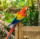 parrot-menp