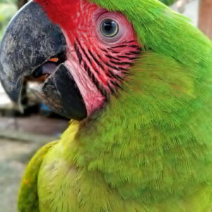 parrot-green-menp