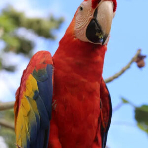 parrot2-menp